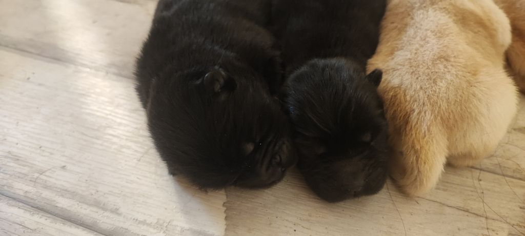 des Mignonnettes de Breizh - Chiot disponible  - Chow Chow