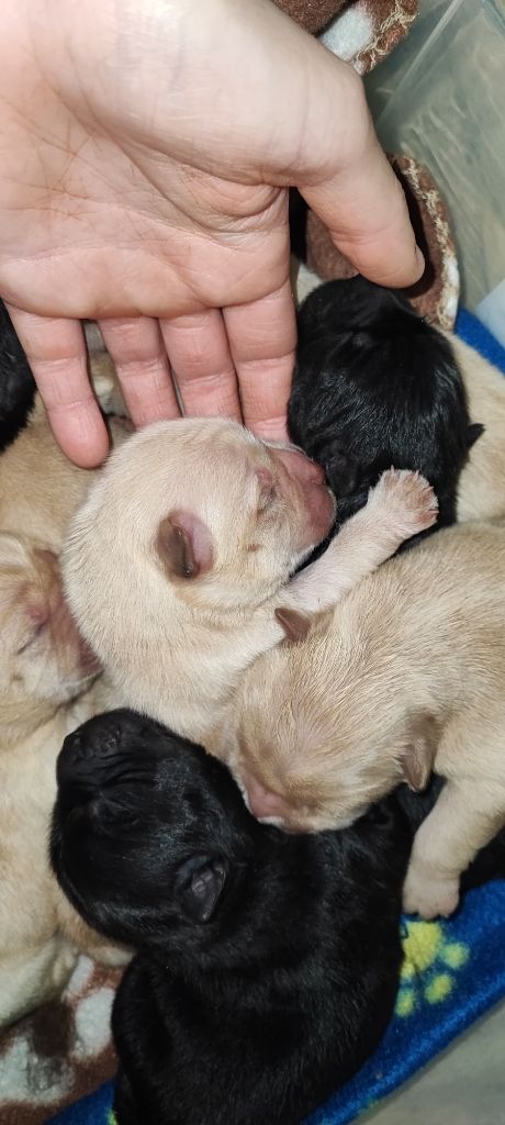 des Mignonnettes de Breizh - Chiot disponible  - Chow Chow